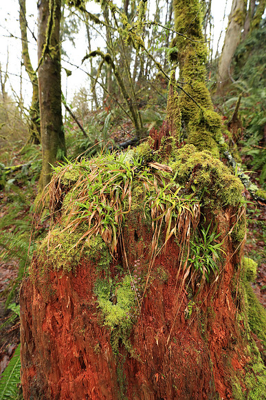 Wet Hike-133 Canon EOS-1D X Mark II EF16-35mm f-2.8L III USM 16 mm 1-50 sec at f - 5.0 ISO 1250_