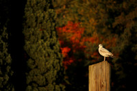 70D-109_ISO 100_1-640 sec at f - 5.6_EF-S55-250mm f-4-5.6 IS STM at 237 mm