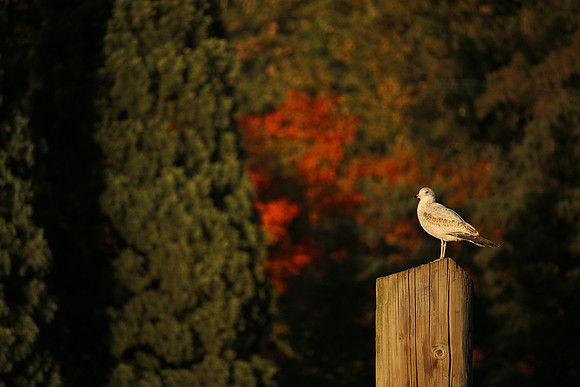 70D-109_ISO 100_1-640 sec at f - 5.6_EF-S55-250mm f-4-5.6 IS STM at 237 mm