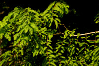 DSC07177