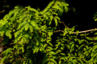 DSC07178
