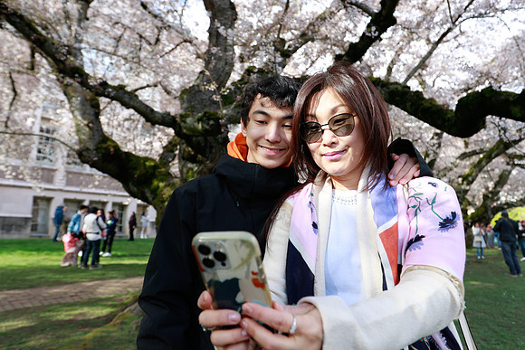UW Cherry Blossoms 2023-254
