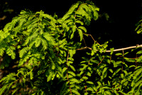 DSC07176