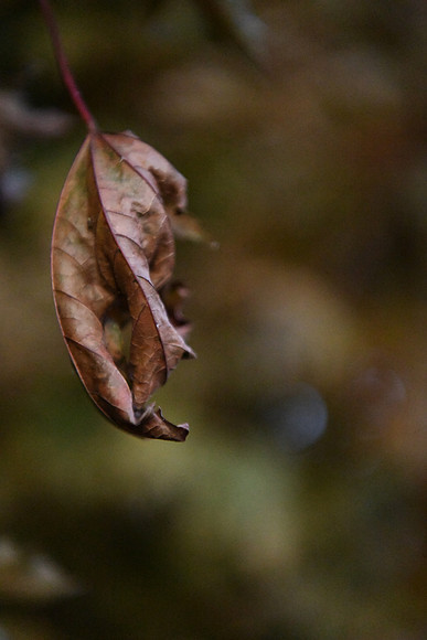 D850 Fall-1031 NIKON D850 24.0-70.0 mm f-2.8 70 mm 1-320 sec at f - 2.8 ISO 25600_