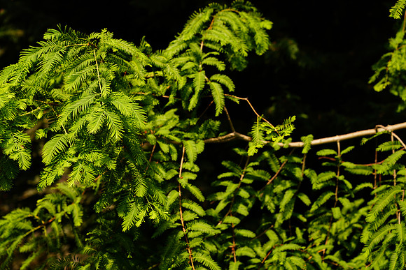 DSC07260