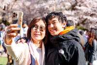 UW Cherry Blossoms 2023-5