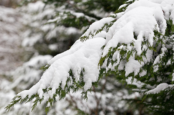 Snow-85