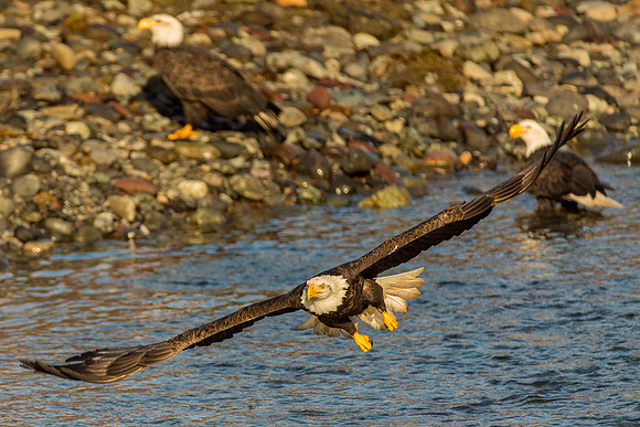 Eagles Nooksack-659-Edit