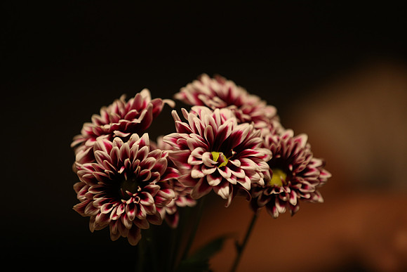 Canon 1D-X First Shots-10_ISO 1600__1-200 sec at f - 2.8
