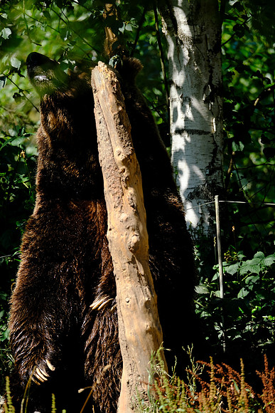 X-T3 Woodland Park Zoo 2019-484 [1-500 sec at f - 5.6 400 mm Fujifilm X-T30 XF100-400mmF4.5-5.6 R LM OIS WR]