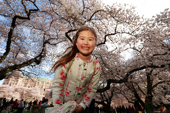 UW Cherry Blossoms 2023-302