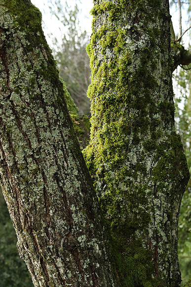 Canon-360 Canon EOS-1D X Mark II EF85mm f-1.4L IS USM 85 mm 1-1000 sec at f - 8.0 ISO 5000_
