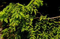 DSC07166