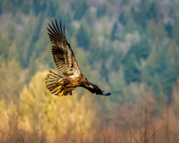 Fly by