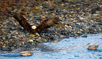 Eagles Nooksack-540-Edit
