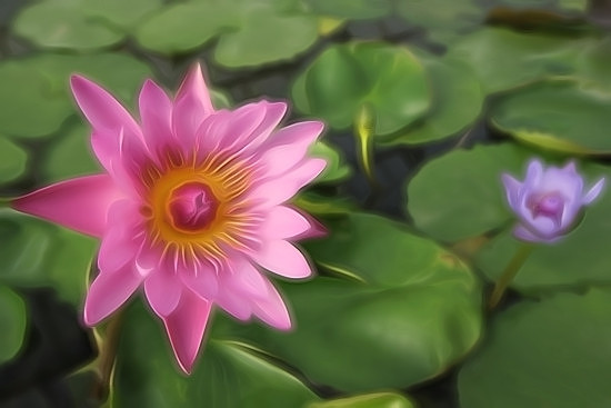 Soft Bloom II
