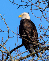 Eagles Nooksack-708-Edit