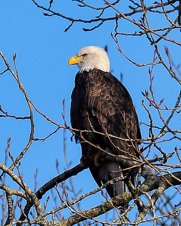 Eagles Nooksack-708-Edit