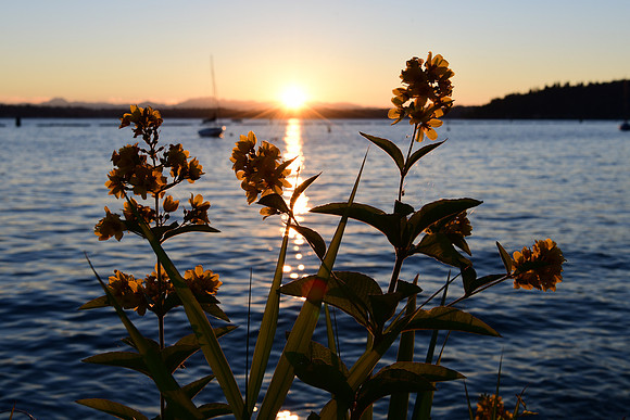 GCPSunset-564 NIKON D500 24.0-70.0 mm f-2.8 34 mm 1-60 sec at f - 11 ISO 100_