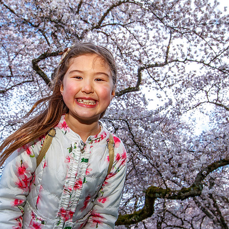 UW Cherry Blossoms 2023-301