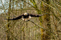 Eagles Nooksack-164-Edit
