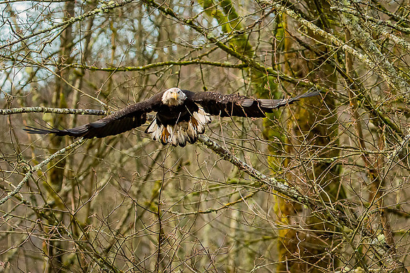 Eagles Nooksack-164-Edit
