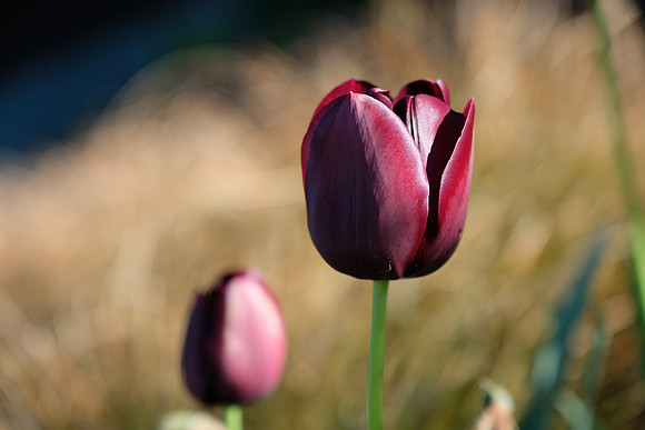 XPro2 Botanical-30_ISO 400_1-1250 sec at f - 2.8_XF16-55mmF2.8 R LM WR at 55 mm