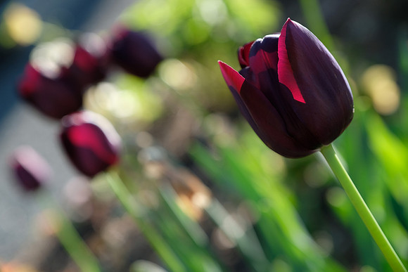 XPro2 Botanical-10_ISO 320_1-500 sec at f - 4.0_XF16-55mmF2.8 R LM WR at 55 mm