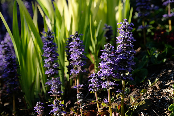 XPro2 Botanical-38_ISO 400_1-950 sec at f - 4.0_XF16-55mmF2.8 R LM WR at 55 mm