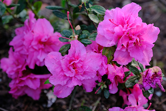 X-Pro2 Day 3-137_ISO 400_1-180 sec at f - 4.0_XF16-55mmF2.8 R LM WR at 55 mm