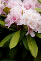 a7R4-656 [1-250 sec at f - 5.6 105 mm Sony ILCE-7RM4 FE 24-105mm F4 G OSS]