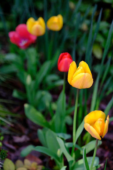 X-Pro2 Day 3-120_ISO 200_1-250 sec at f - 2.8_XF16-55mmF2.8 R LM WR at 55 mm