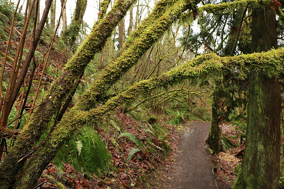 Wet Hike-89 Canon EOS-1D X Mark II EF24-105mm f-4L IS II USM 24 mm 1-40 sec at f - 5.6 ISO 640_