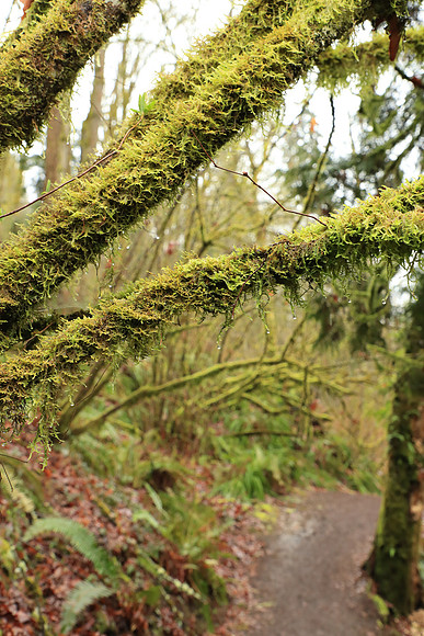 Wet Hike-83 Canon EOS-1D X Mark II EF24-105mm f-4L IS II USM 42 mm 1-100 sec at f - 5.6 ISO 2500_