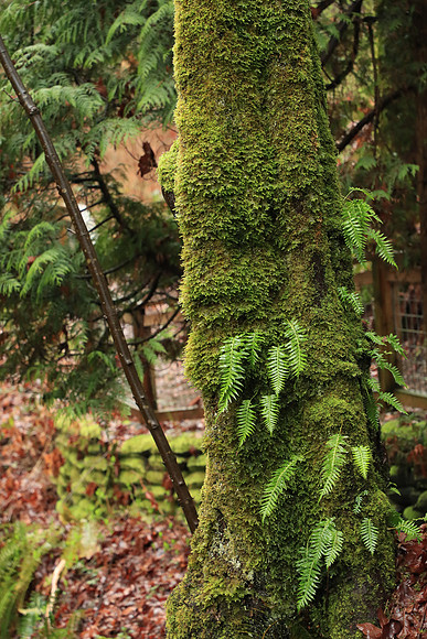 Wet Hike-315 Canon EOS-1D X Mark II EF24-105mm f-4L IS II USM 105 mm 1-60 sec at f - 5.6 ISO 4000_