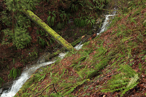 Wet Hike-183 Canon EOS-1D X Mark II EF24-105mm f-4L IS II USM 45 mm 1-20 sec at f - 7.1 ISO 1000_
