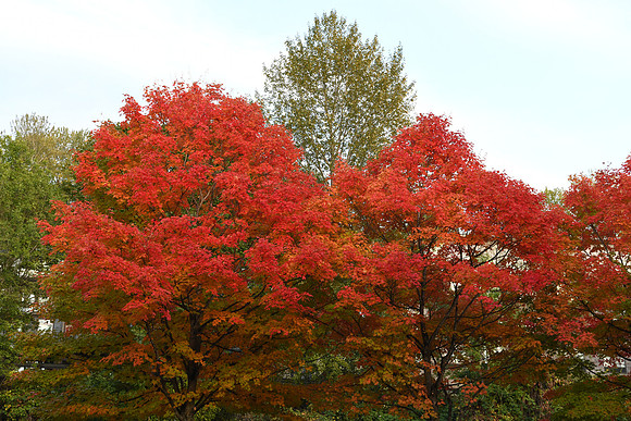 D850 Fall-67 NIKON D850 24.0-70.0 mm f-2.8 50 mm 1-125 sec at f - 6.3 ISO 450_