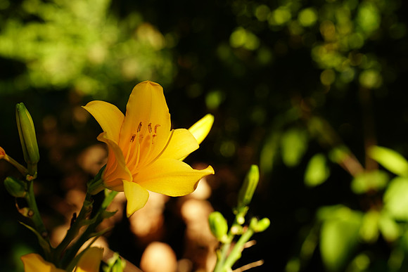 a9-226 ILCE-9 FE 24-70mm F2.8 GM 70 mm 1-160 sec at f - 9.0 ISO 400_