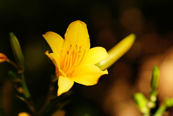 a9-222 ILCE-9 FE 24-70mm F2.8 GM 70 mm 1-500 sec at f - 3.2 ISO 100_