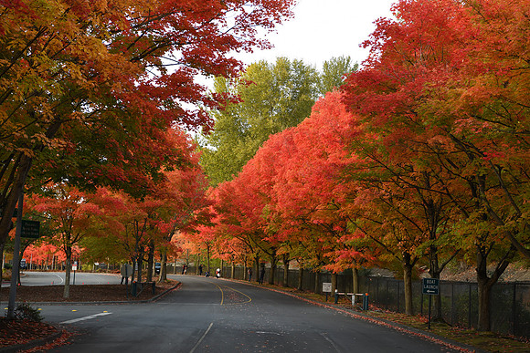 D850 Fall-64 NIKON D850 24.0-70.0 mm f-2.8 70 mm 1-125 sec at f - 6.3 ISO 560_
