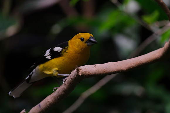 Zoo-109 [1-420 sec at f - 5.2 301.1 mm Fujifilm X-T30 XF100-400mmF4.5-5.6 R LM OIS WR]