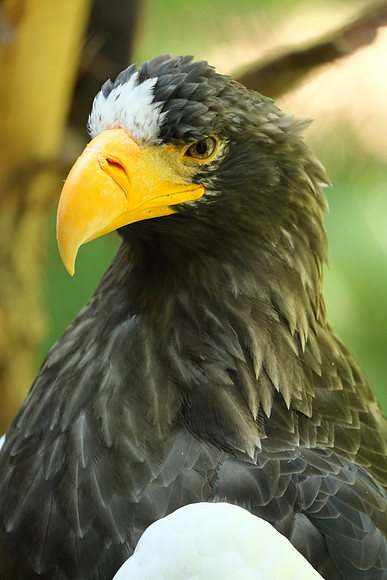X-T3 Woodland Park Zoo 2019-636 [1-150 sec at f - 5.6 400 mm Fujifilm X-T30 XF100-400mmF4.5-5.6 R LM OIS WR]