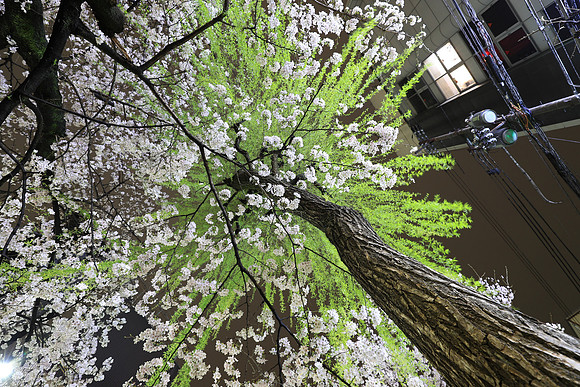 CC9I5414 Canon EOS-1D X Mark II EF16-35mm f-2.8L III USM 16 mm 2.5 sec at f - 5.6 ISO 400_