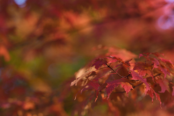 D850 Fall-81 NIKON D850 135.0 mm f-1.8 135 mm 1-320 sec at f - 2.8 ISO 280_