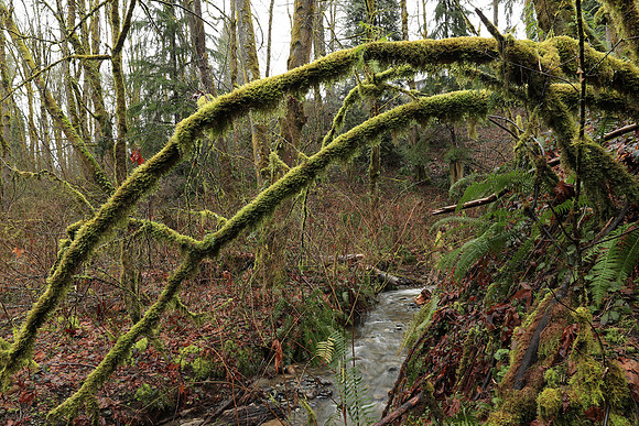 Wet Hike-113 Canon EOS-1D X Mark II EF16-35mm f-2.8L III USM 22 mm 0.3 sec at f - 10 ISO 160_