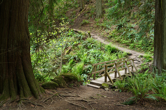 Woods A7R4-34 [8.0 sec at f - 22 32 mm Sony ILCE-7RM4 FE 24-105mm F4 G OSS]
