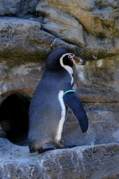 Zoo-39 [1-480 sec at f - 5.4 334.9 mm Fujifilm X-T30 XF100-400mmF4.5-5.6 R LM OIS WR]
