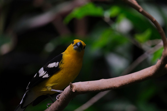 Zoo-115 [1-420 sec at f - 5.2 301.1 mm Fujifilm X-T30 XF100-400mmF4.5-5.6 R LM OIS WR]