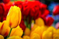 GPRM Workshop 1-1574-Edit