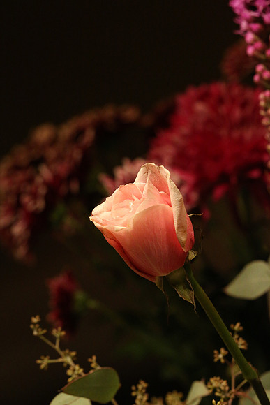 Canon 1D-X First Shots-60_ISO 12800__1-80 sec at f - 11